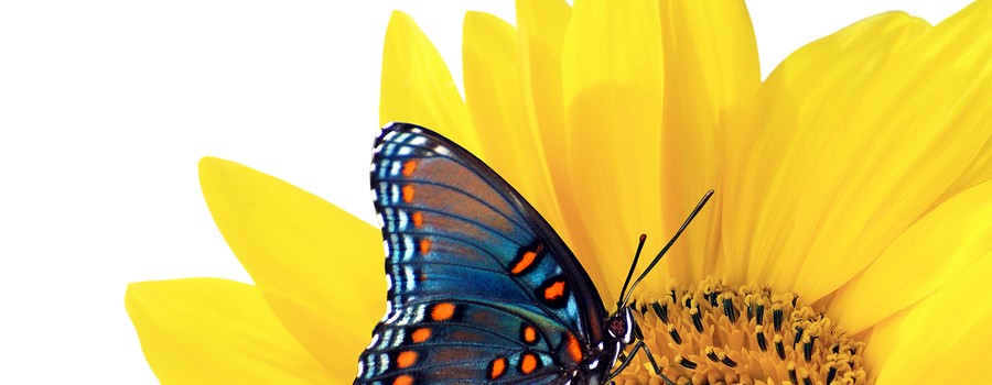 Sunflower And Blue Butterfly